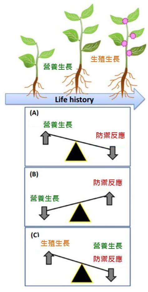 植物與人的關係|【植物與人的關係】與植物的親密關係：擁抱、親吻，揭開植物帶。